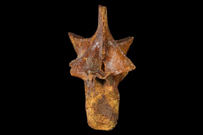 Fossil Dinosaur Vertebra - Kem Kem Basin, Morocco #144825